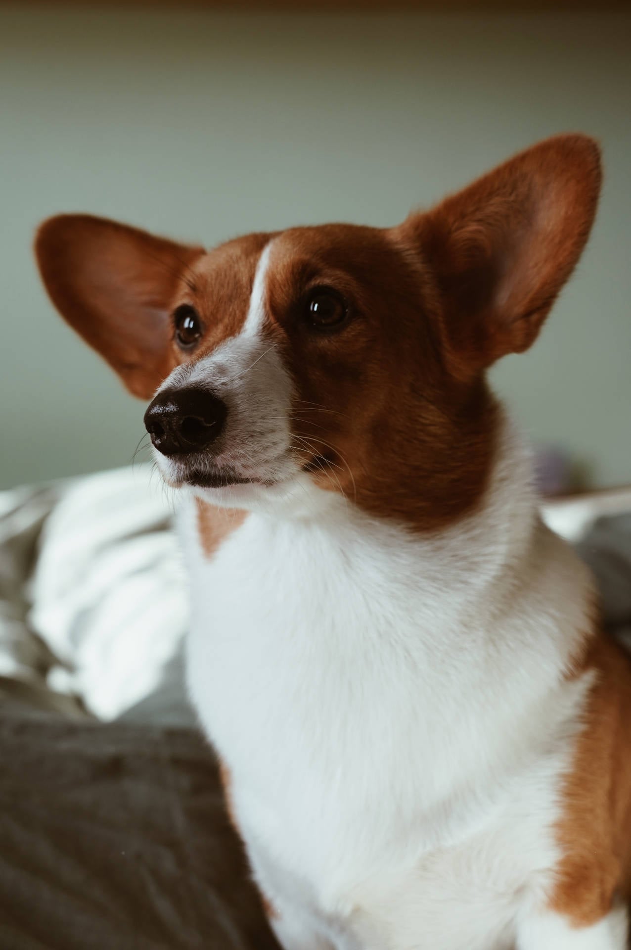Corgi Wds4tdn0g9eengyd Wallpaper