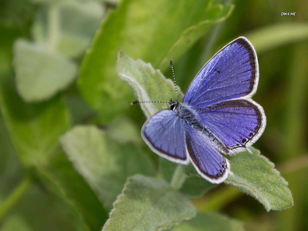 Blue Butterfly Wallpaper Animal