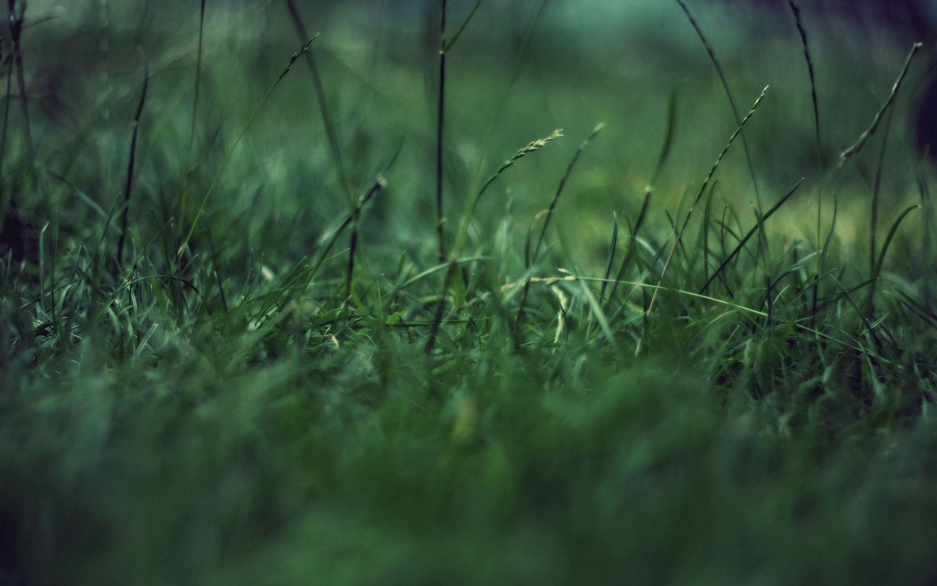 Grass HD Wallpaper Background Image Id