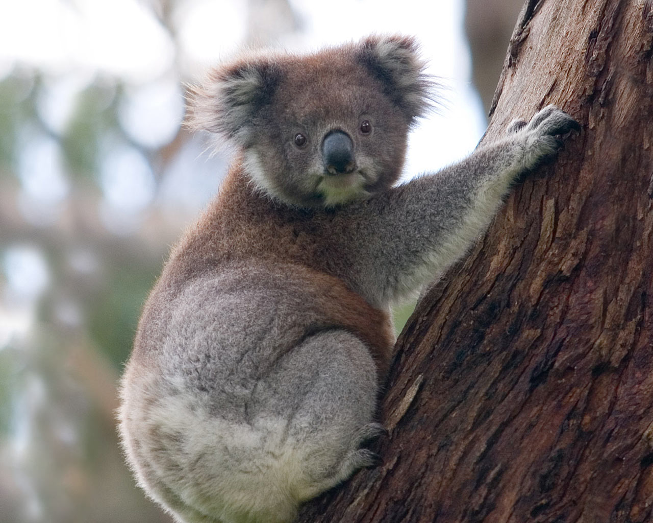 Koala Bear Animal Wallpaper Urban Art