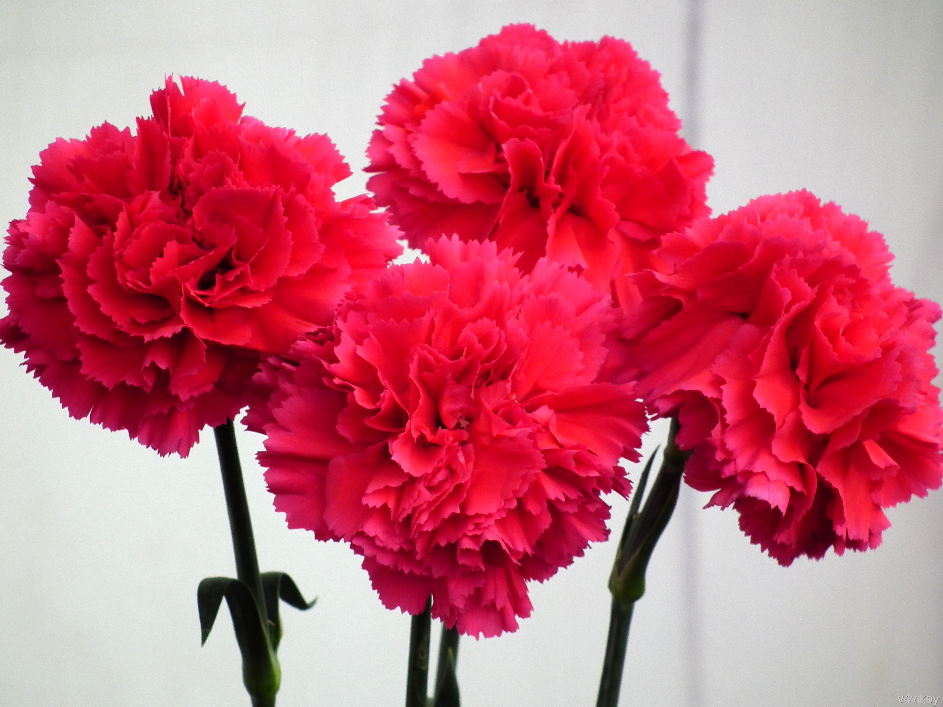Red Carnation Flower Wallpaper