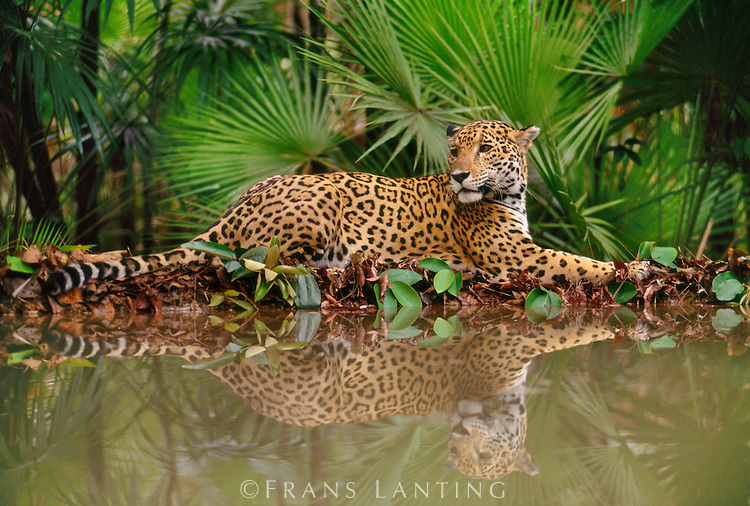 El Jaguar Y Leopardo Solo Tienen Una Cosa En N