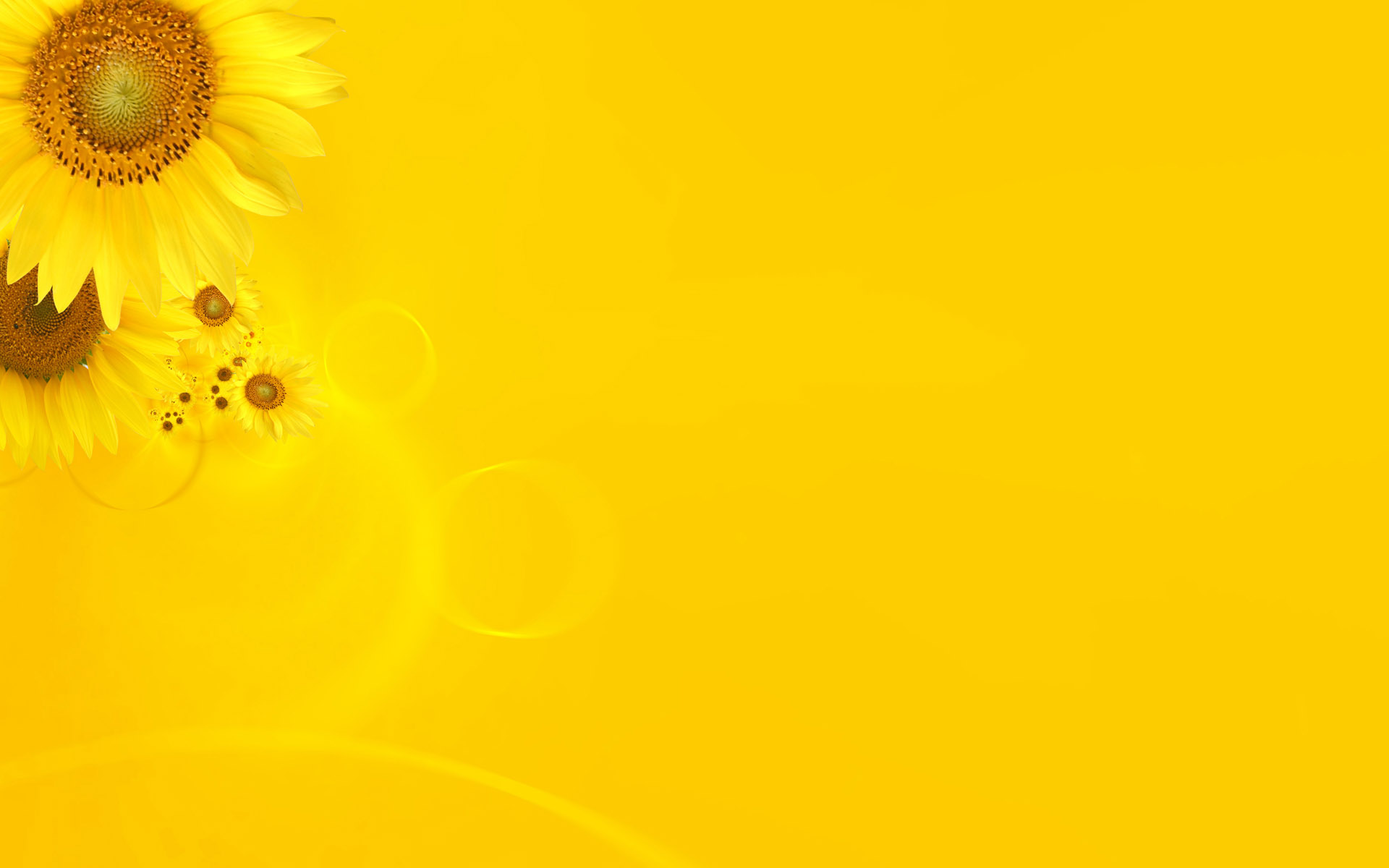 Wallpaper Yellow Flowers Desktop Background