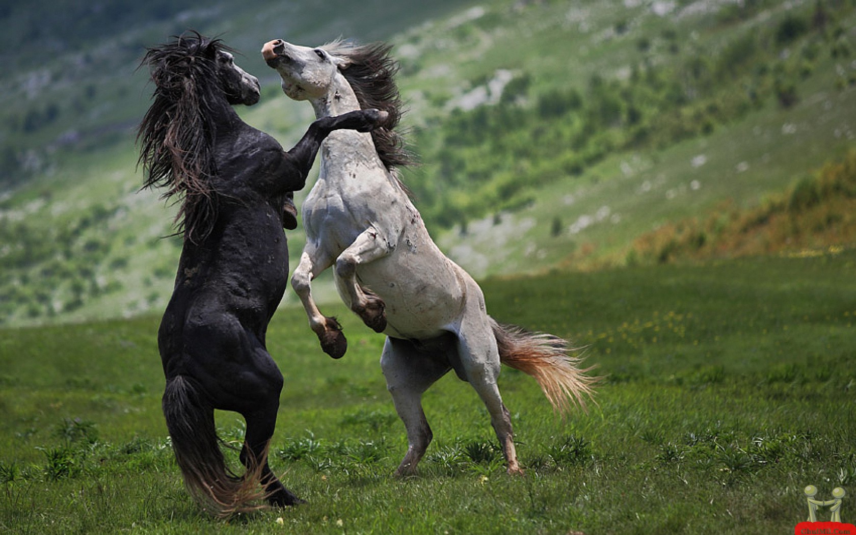 Fighting Horses HD Wallpaper E Entertainment