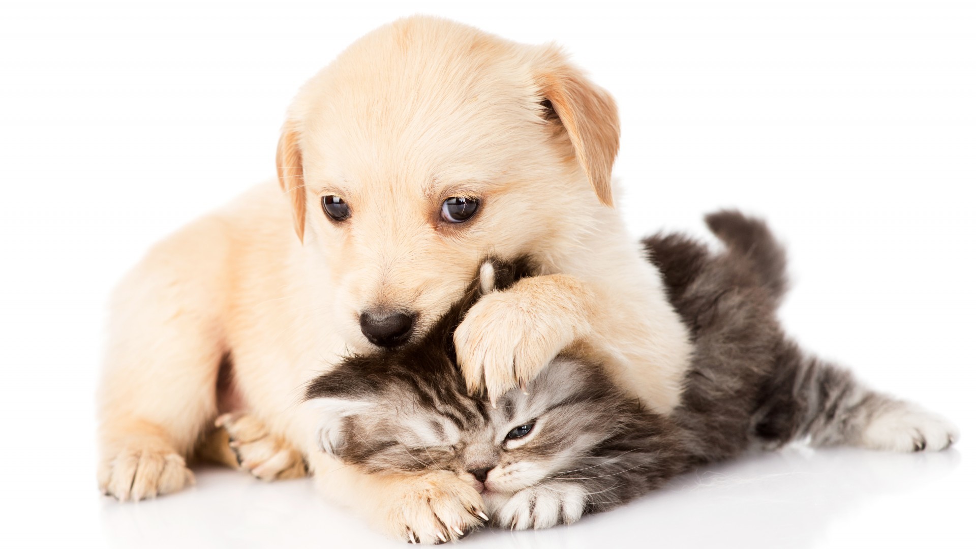 Cute Puppy And Kitten Wallpaper Image