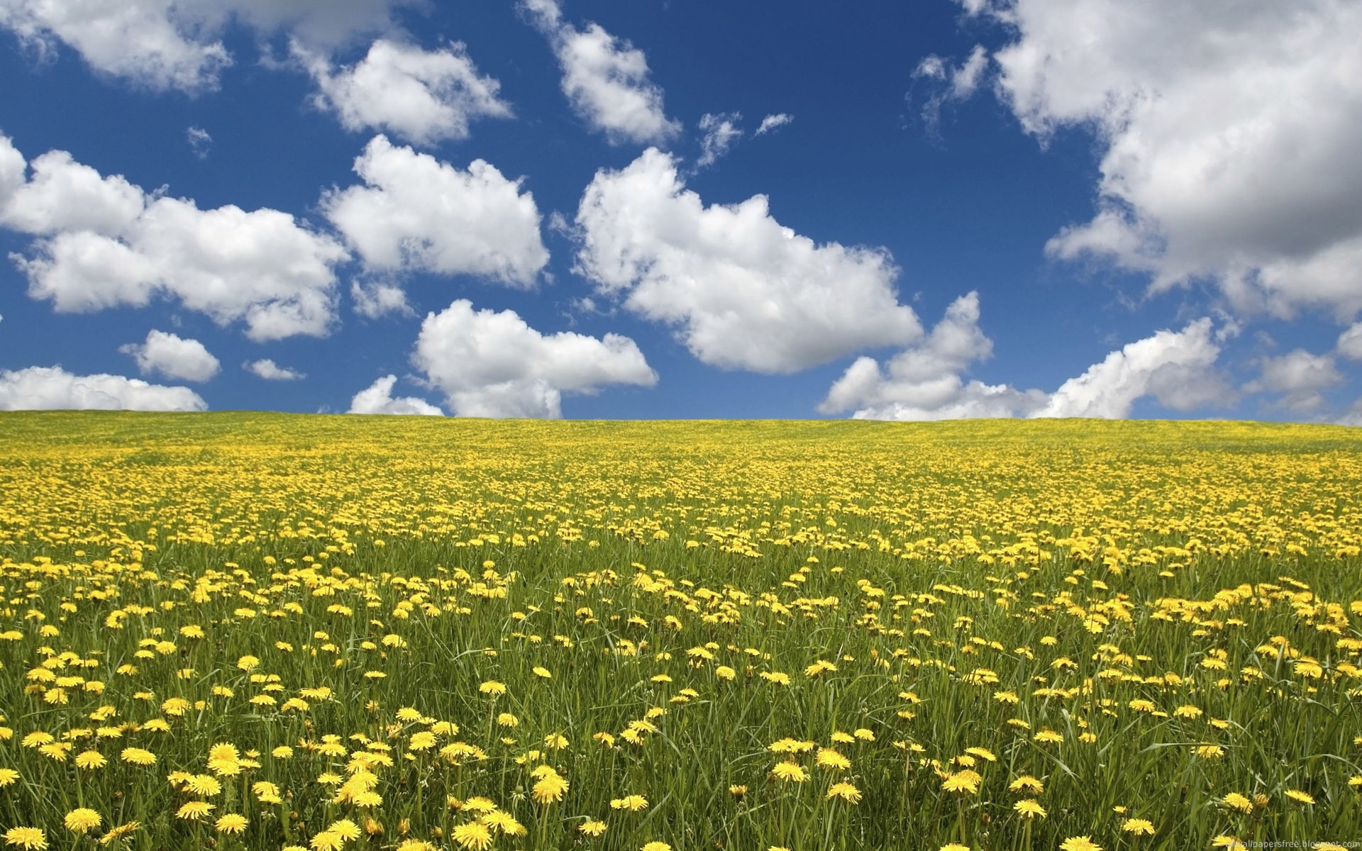 Field Of Flowers Wallpaper