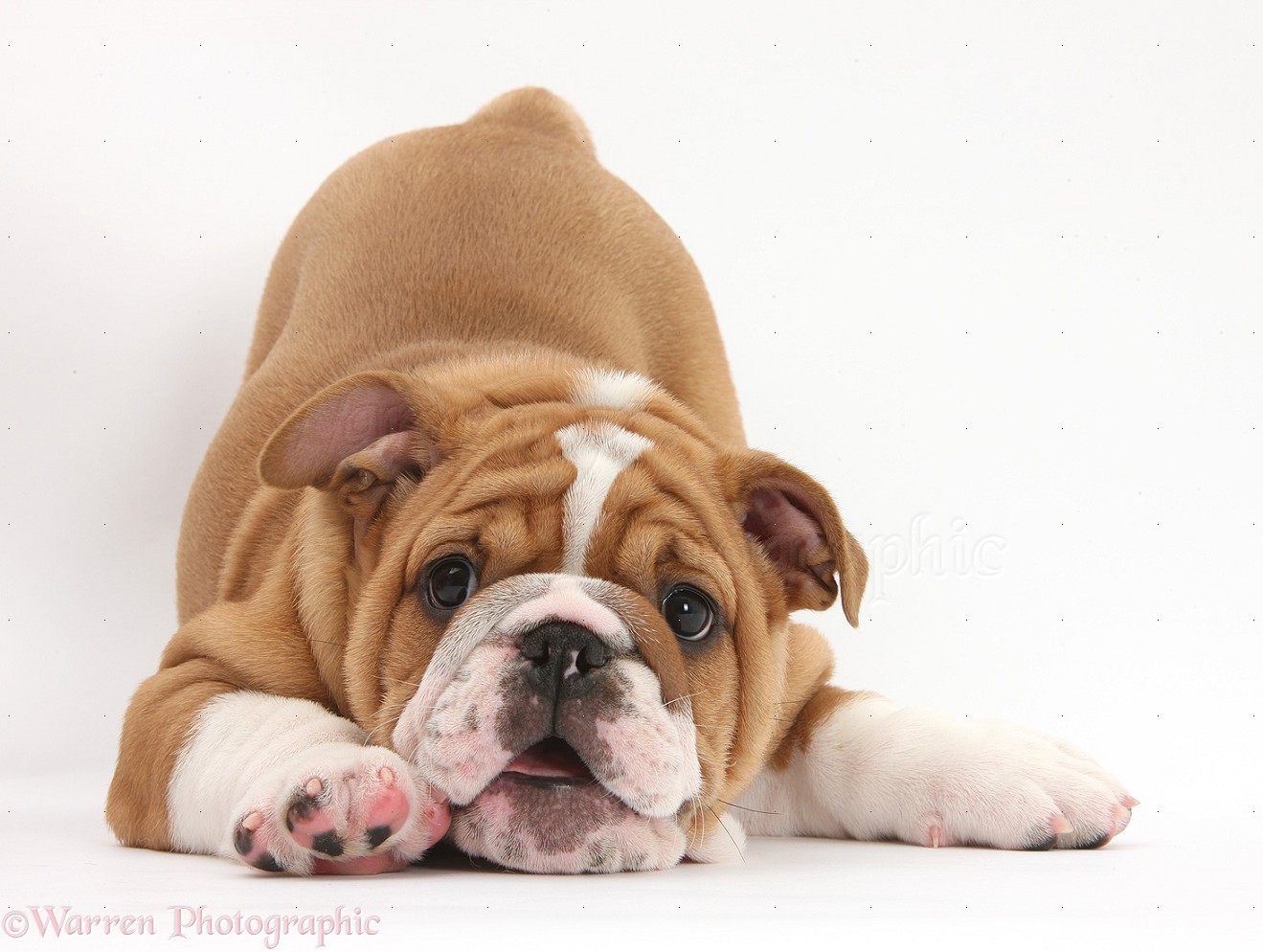 Cute Playful Bulldog Pup Weeks Old In Play Bow Photo Wp29447