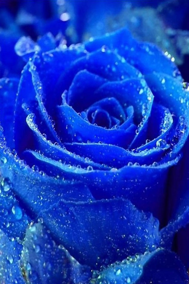 Free download Dark blue flowers SN01 iPhone wallpapers Background and Themes [640x960] for your