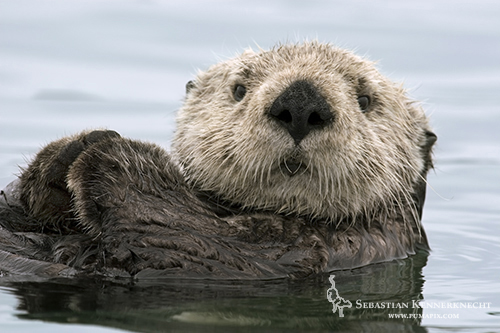 Cute Sea Otters Wallpaper Endangered Neighbor Otter Sebastian