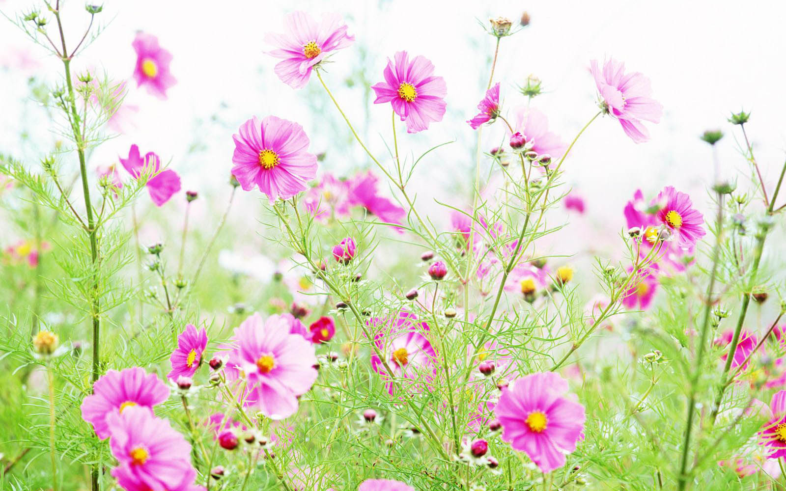 Wildflowers Wallpaper Image To