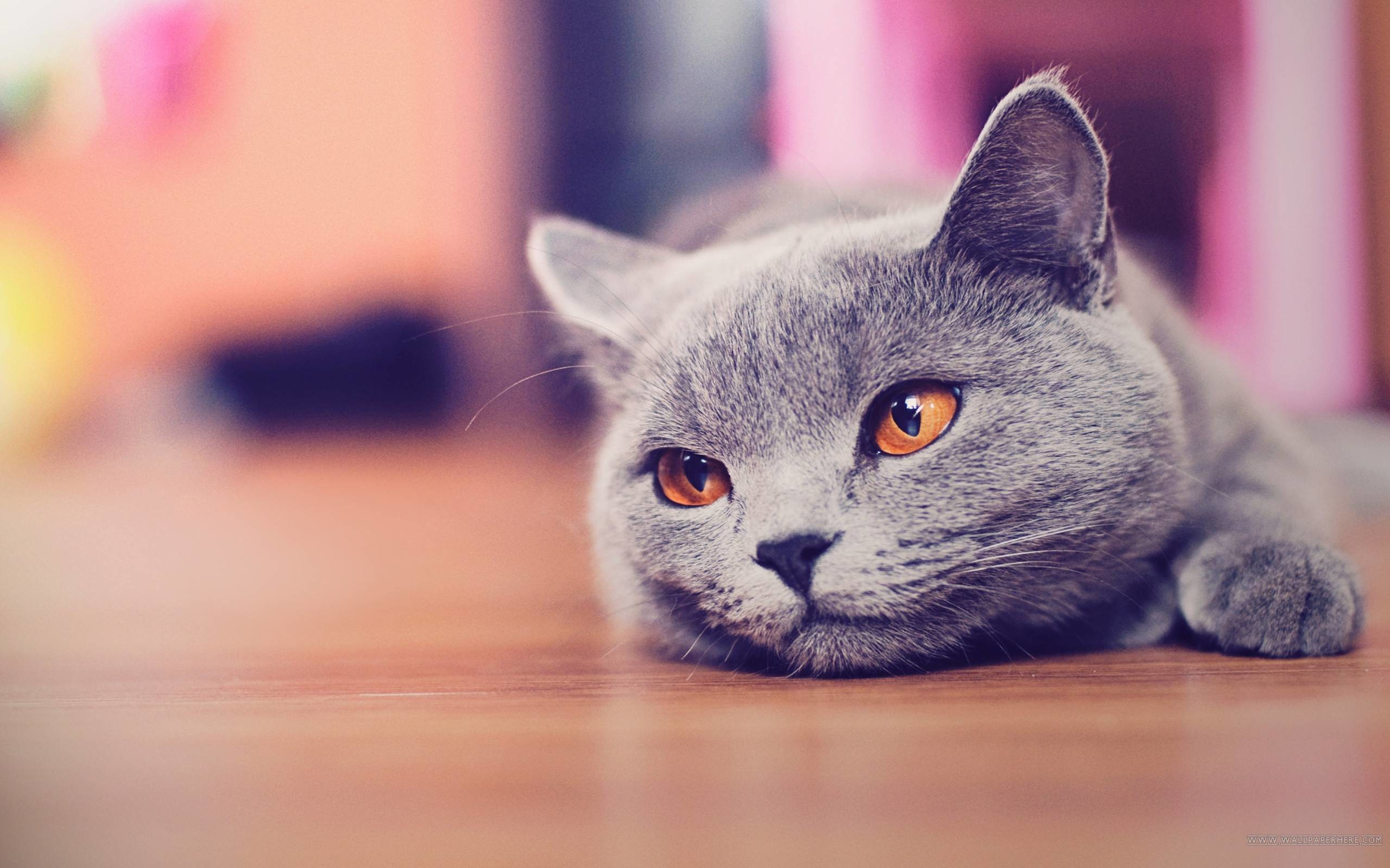 Adorable Grey Cat with Orange Eyes Relaxing on the Floor