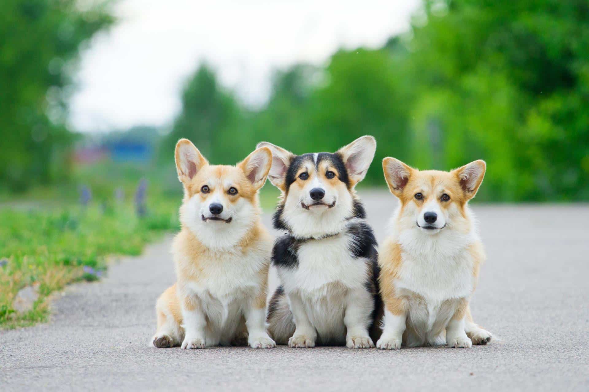 Corgi Wallpaper HD