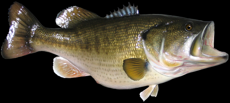 Largemouth Bass Open Mouthed Photo And Wallpaper Cute