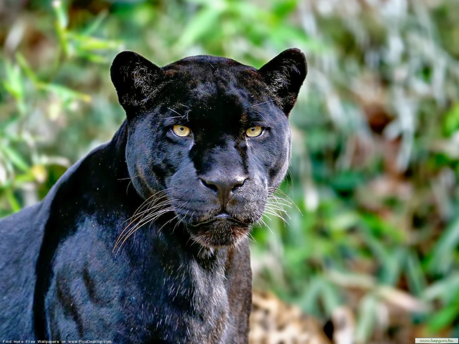 Black Panther HD Wallpaper Wild Animal