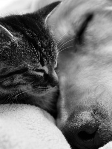 Small Cat And A Big Dog Are Sleeping Screensaver For Amazon Kindle