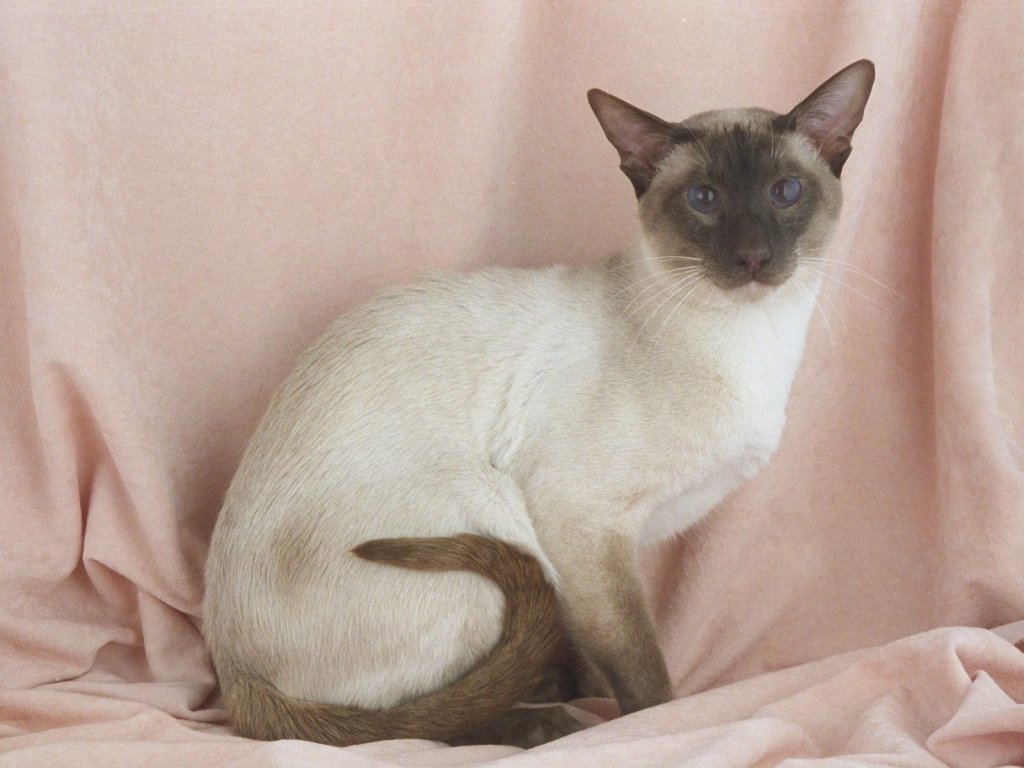 Siamese Cat Lovely Wallpaper