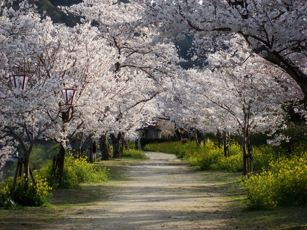 Cherry Trees Wallpaper Photos National Geographic