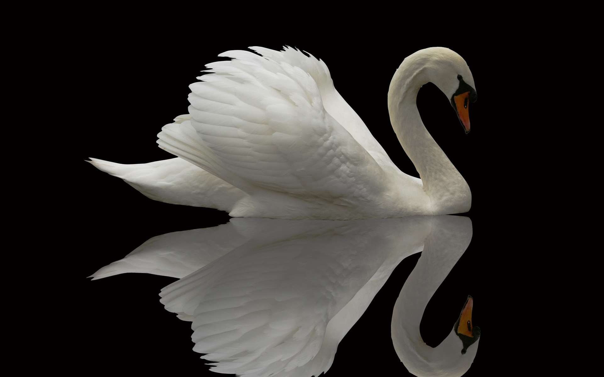 Wallpaper Animals Swan