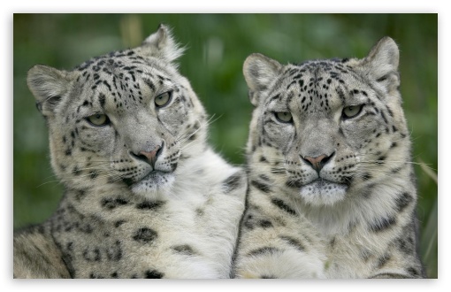 Snow Leopard Wallpaper 1080p