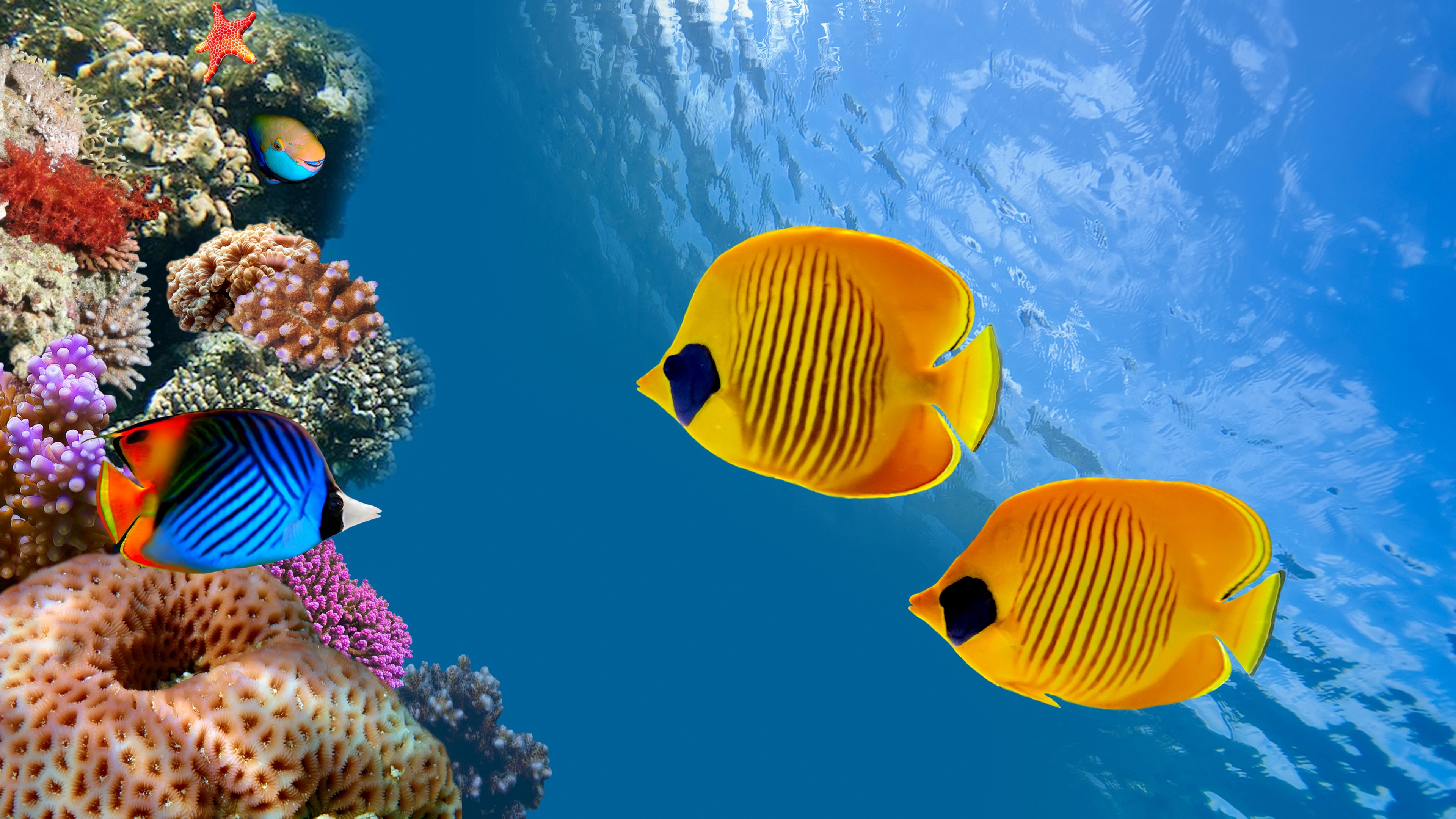 Wallpaper Fish 5k 4k 8k Diving Tourism Cocos