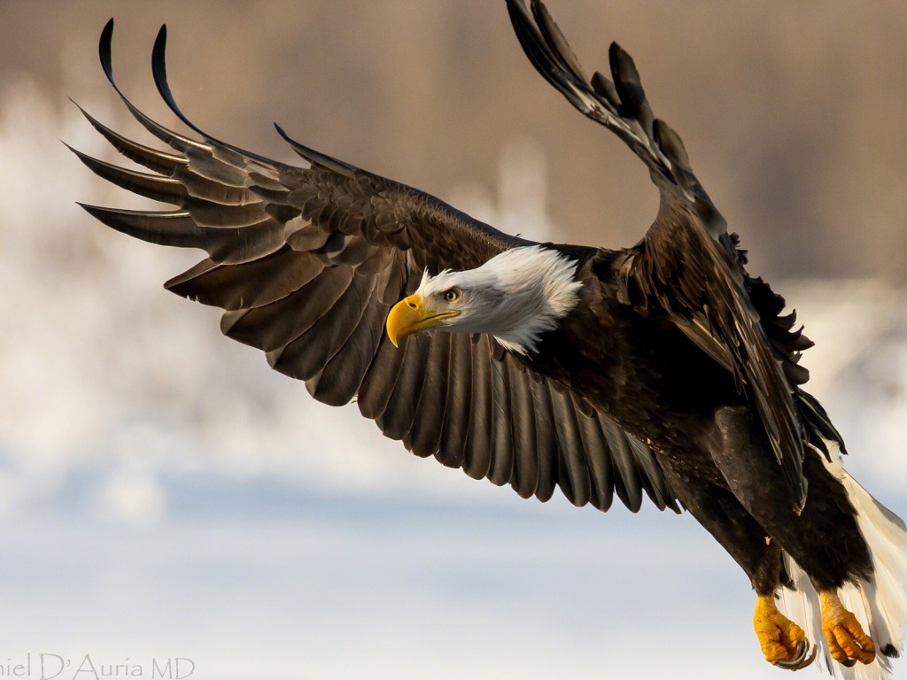 Top Eagle HD Wallpaper Background Image Photos