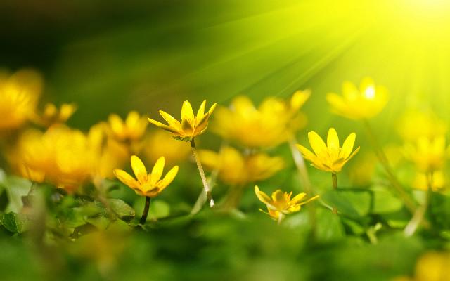 Yellow Flowers Illuminating Under The Bright Sky