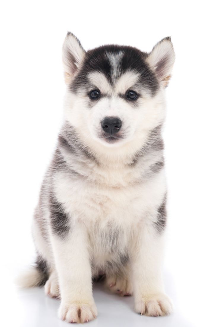 Free download Cute siberian husky puppy sitting on white background ...