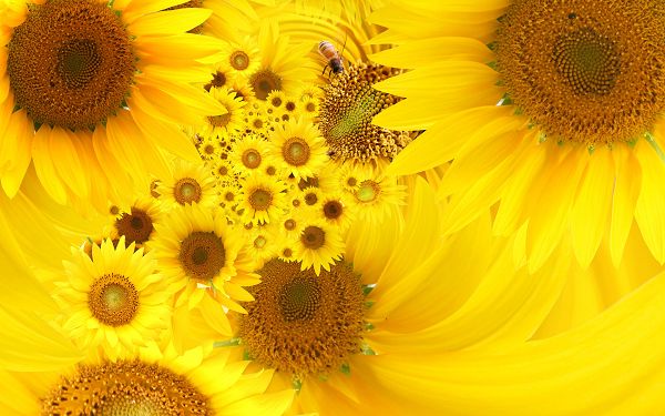 Wallpaper Of Flowers Yellow Sunflowers World