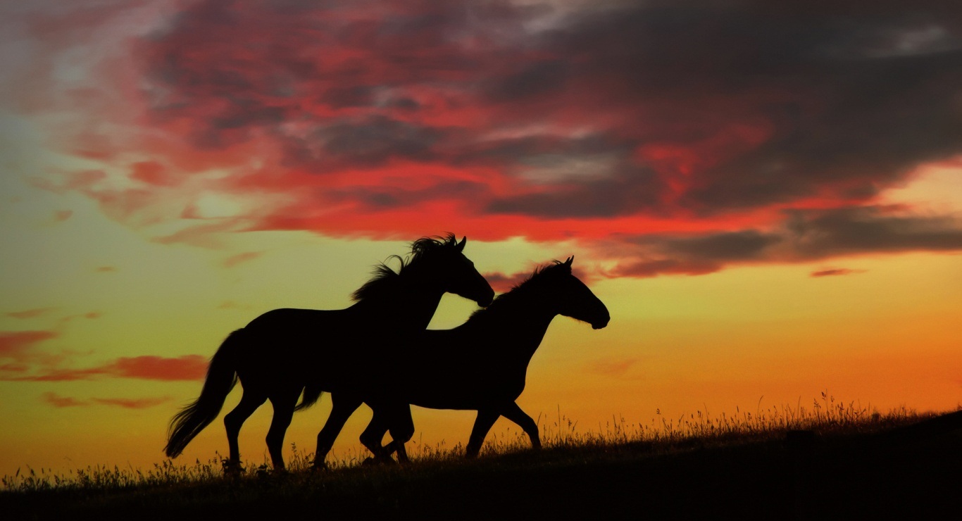 Wild Horses Desktop Wallpaper HD Background Of Your