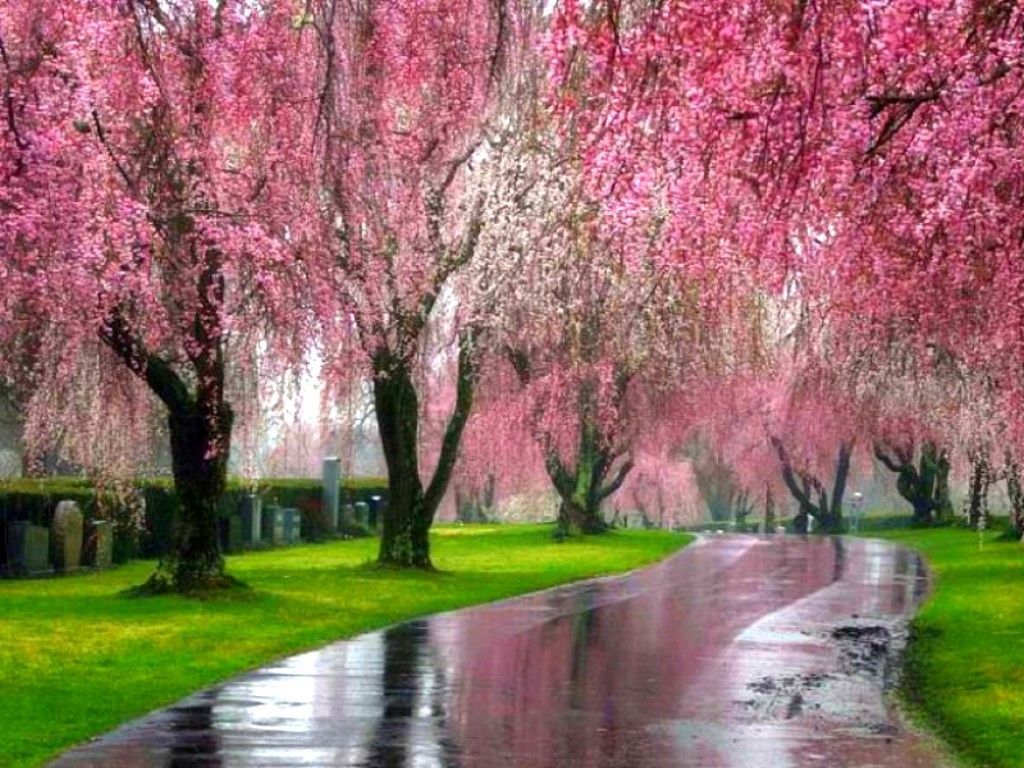 Pink Nature Trees Wallpaper The