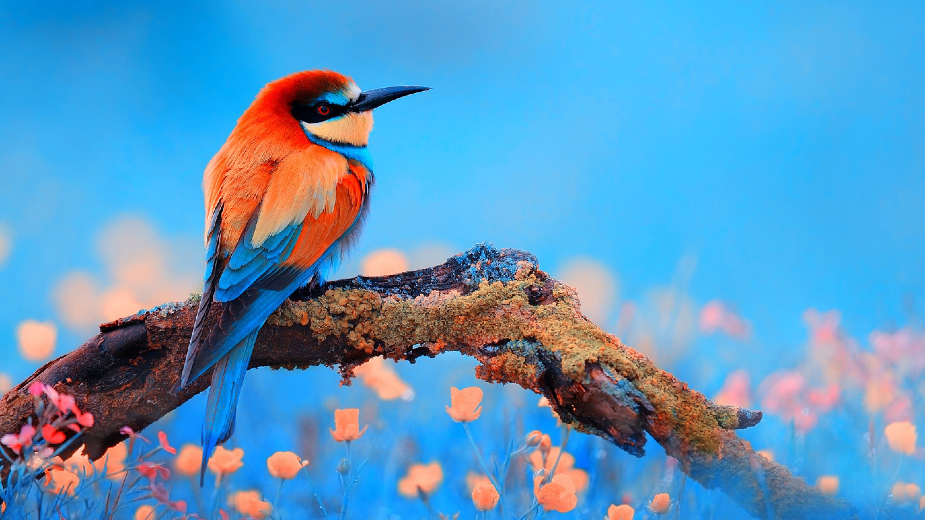 4k Bird Wallpaper