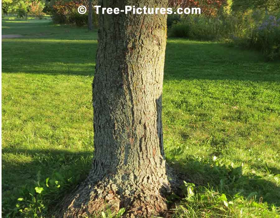 Of Silver Maple Tree Pictures Has Many