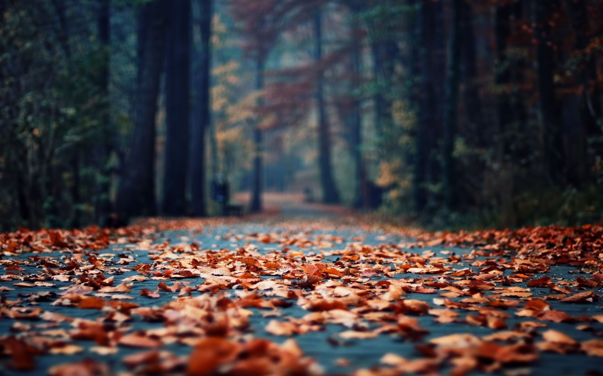 Beautiful Fall Leaves HD Wallpaper