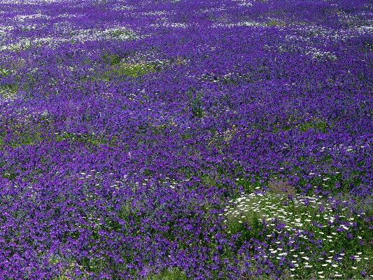 Click To The Wallpaper Purple Flowers Field Beautiful