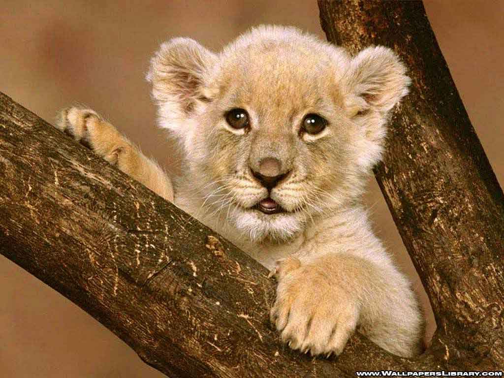 Cute Baby Lion Wallpaper HD Animals