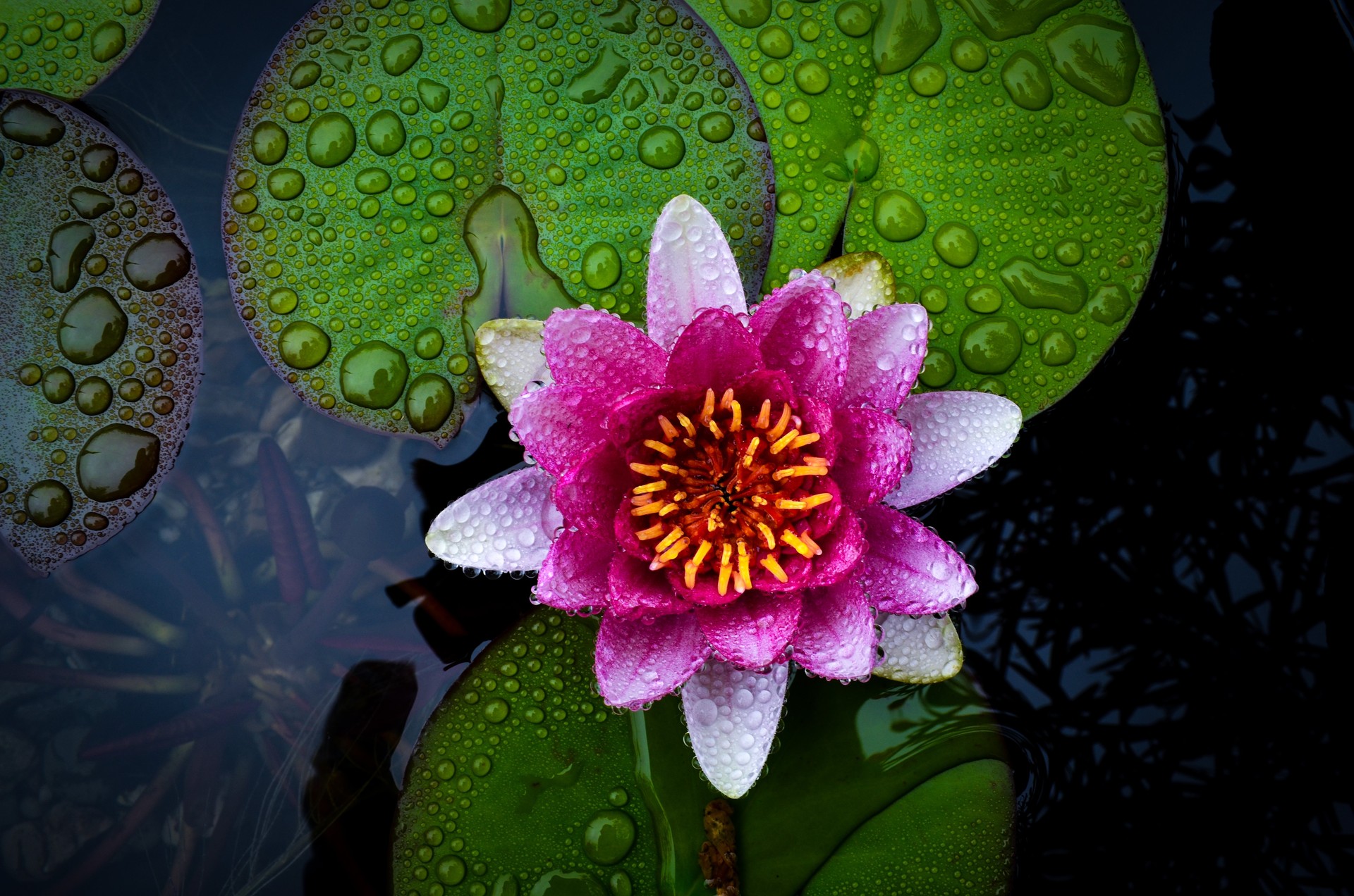 Pink Lotus Full HD Wallpaper And Background