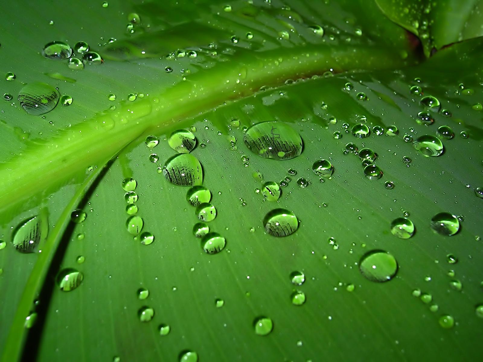 Rain Drops On Green Leaf Wallpaper