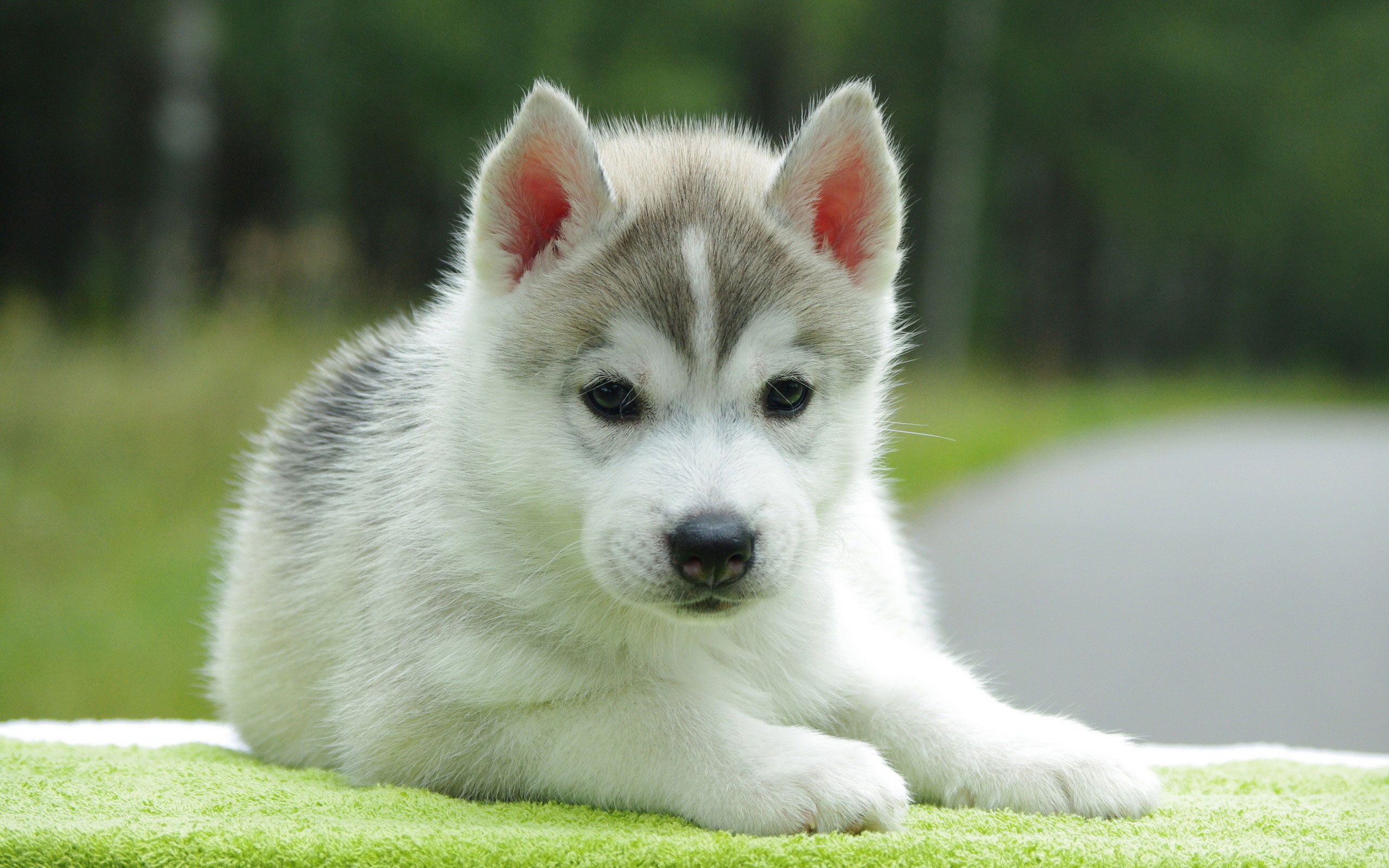 Cute Husky Puppy Wallpaper