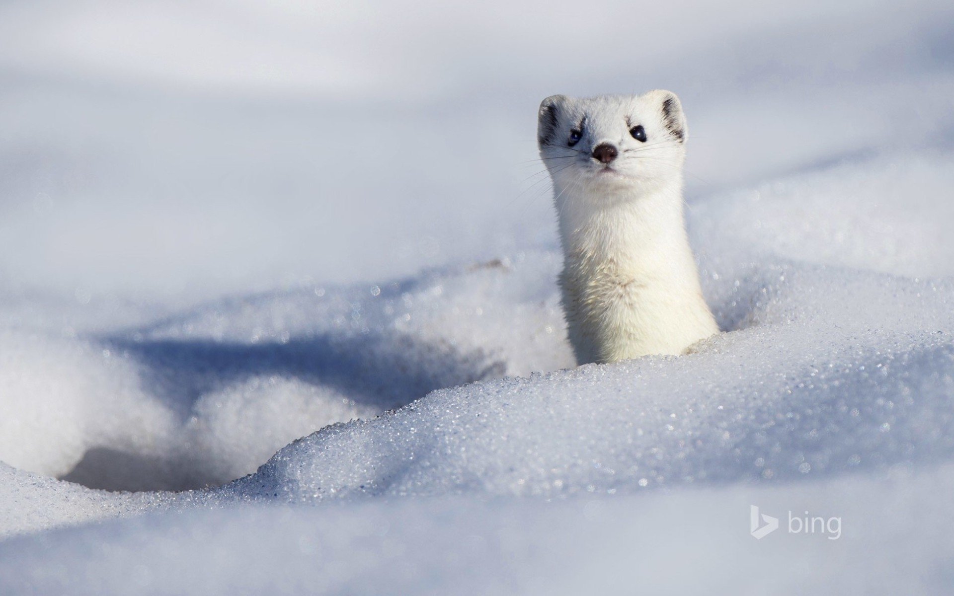 Stoat HD Wallpaper Background Image Id