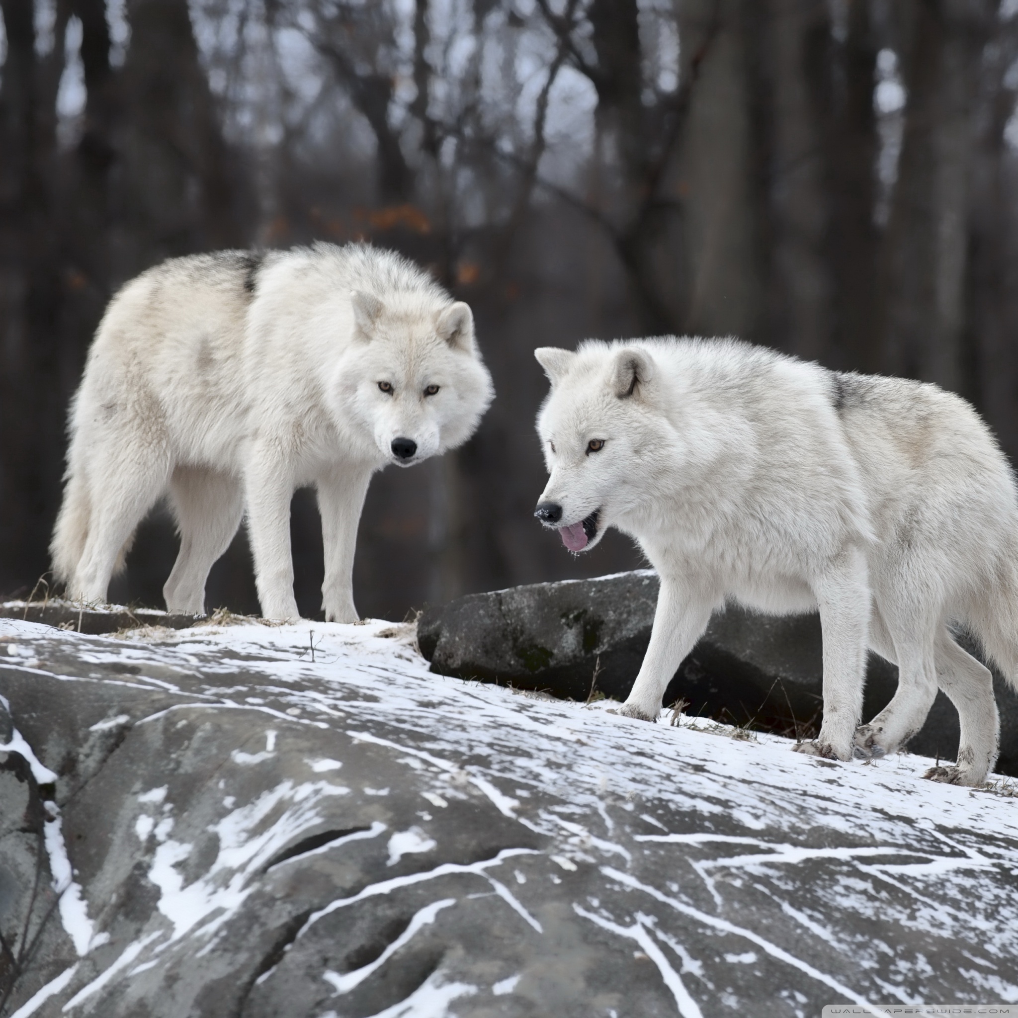 White Wolves Pack 4k HD Desktop Wallpaper For Ultra Tv