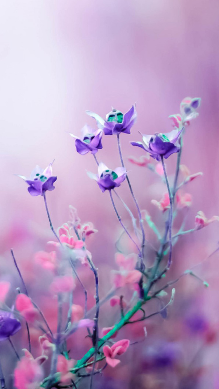 50 Purple Flower Wallpaper For Iphone On Wallpapersafari
