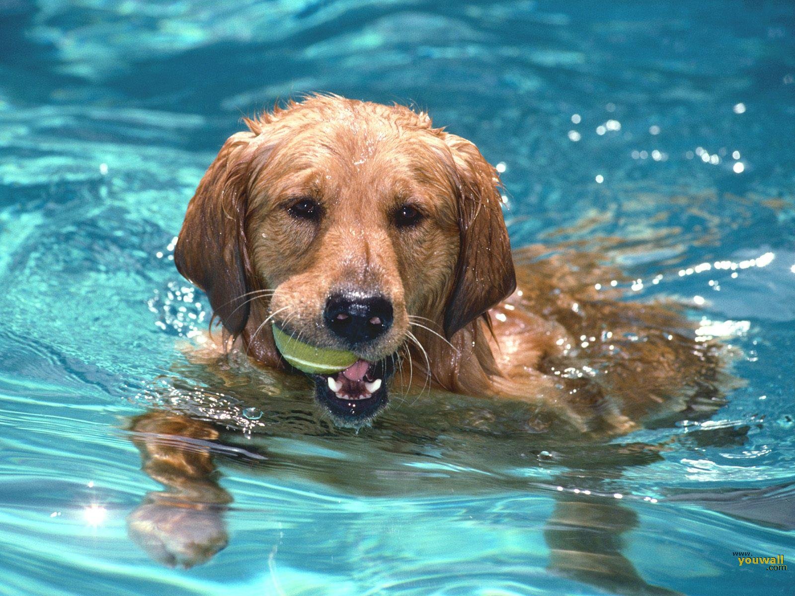 Fluff N Suds Pet Salon How To Care For Your Swimming Dog
