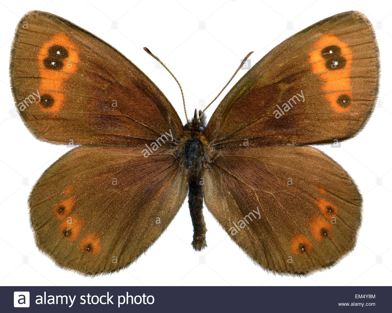 Scotch Argus Butterfly Erebia Aethiops Isolated On White