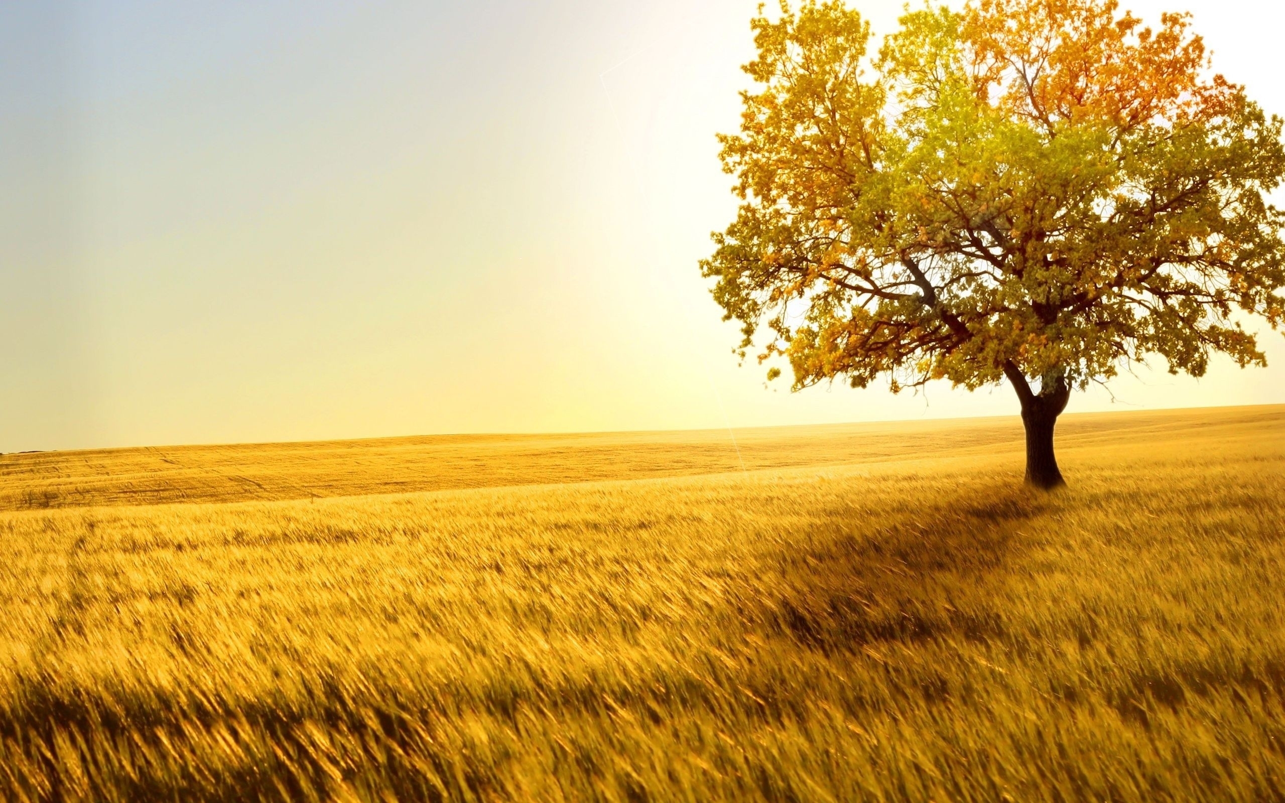 Trees Wallpaper