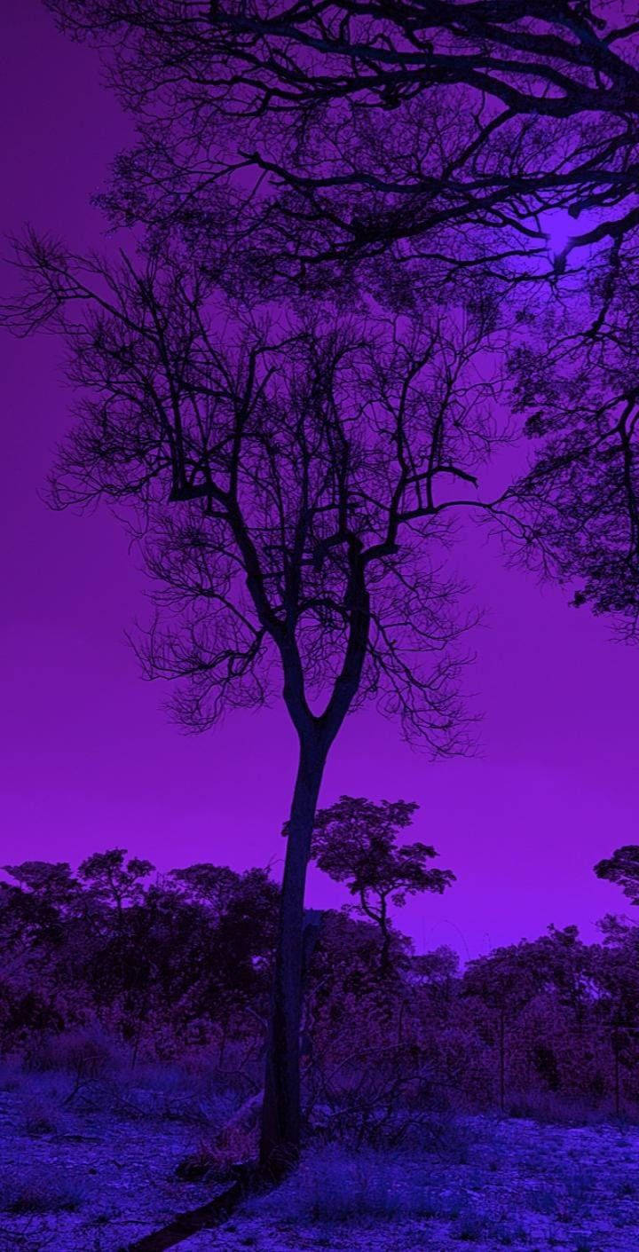 Dark Purple Aesthetic Wallpaper