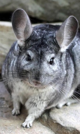Chinchilla Wallpaper App For Android
