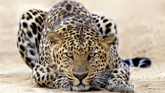 Animal Leopard 1080p Wallpaper Pic Photosjunction
