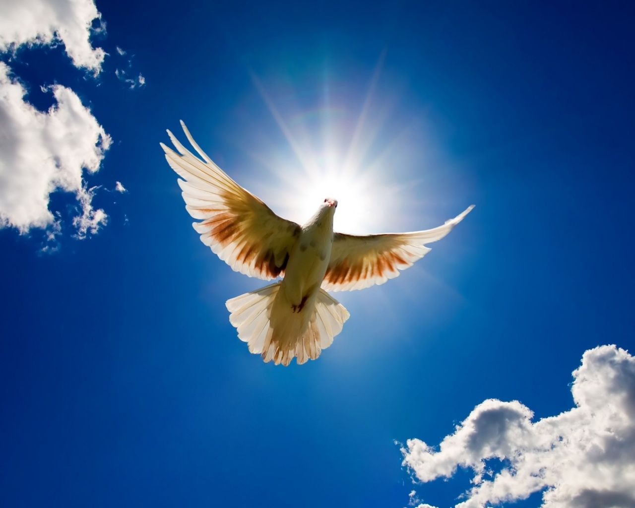 World Peace Wallpapers 1280x1024