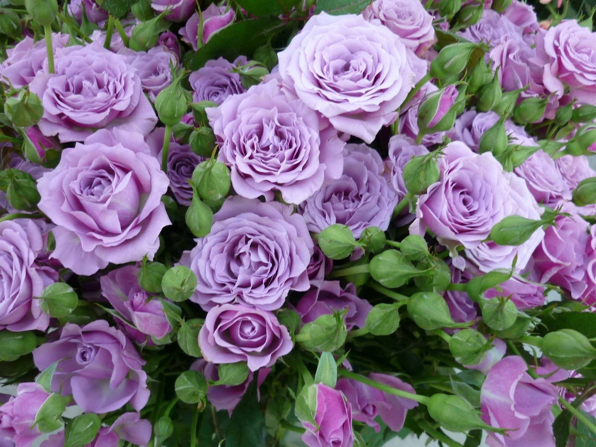 A close-up view of a bouquet of purple roses, showcasing their delicate petals and vibrant color