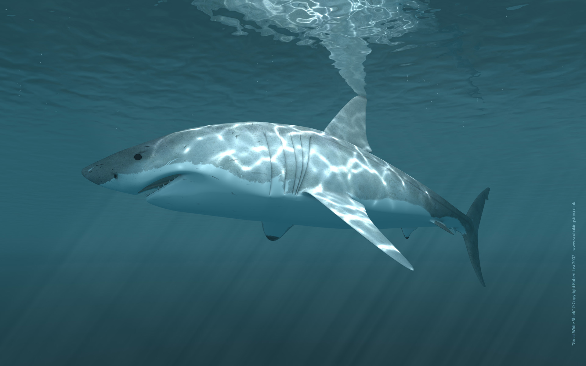 Great White Shark Desktop Wallpaper